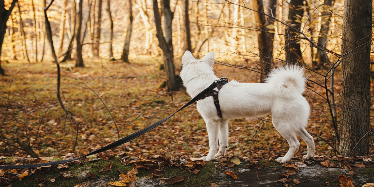 Le harnais pour chien est indispensable pour la promenade