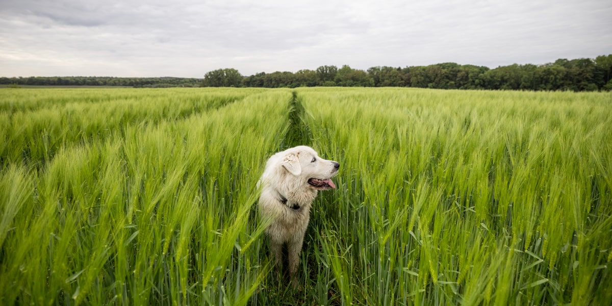 La marche olfactive du chien