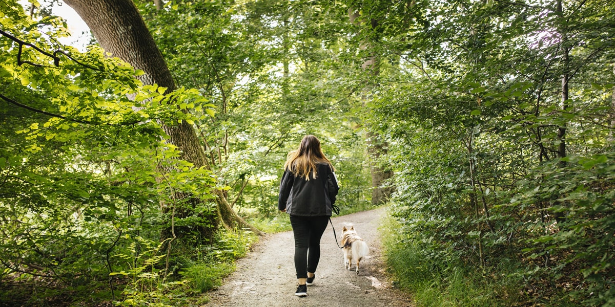 Les méthodes pour promener son chien agréablement