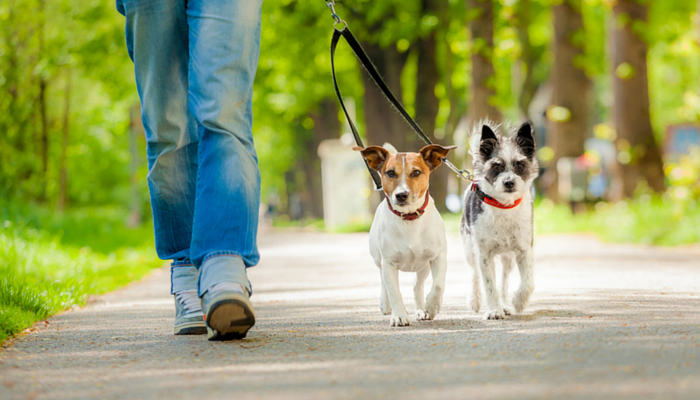 La promenade libre avec un chien