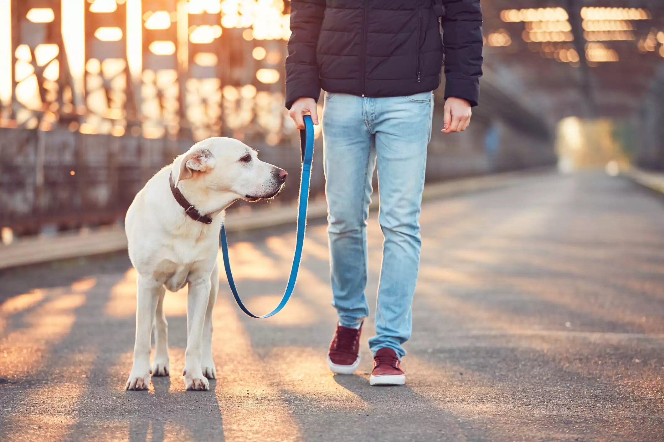 Garder le contrôle du chien pendant la promenade