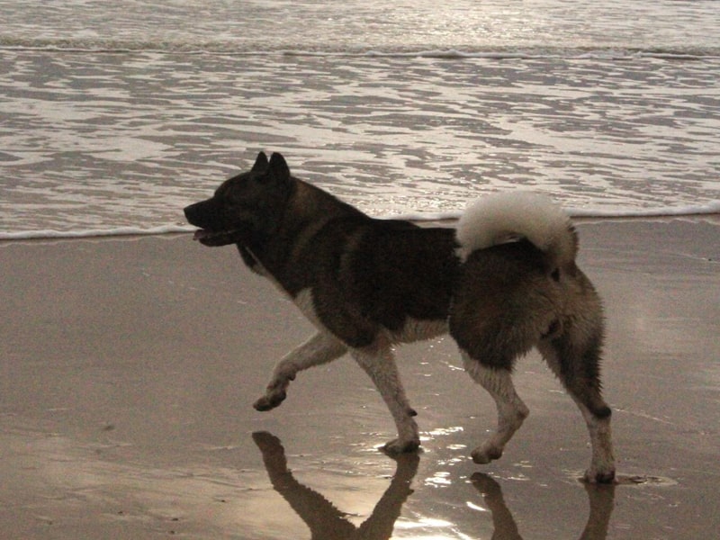 mon chien à la plage en été