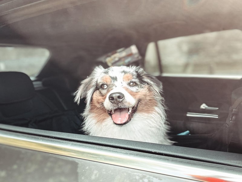 chien dans une voiture en plein été