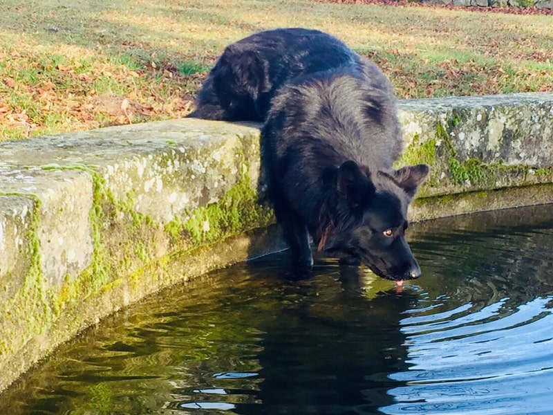 hydratation du chien