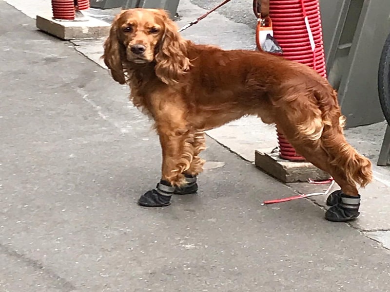 Chien avec chausson d'été