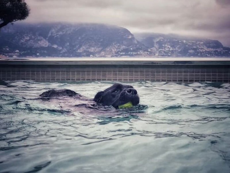 chien se rafraichissant dans une piscine