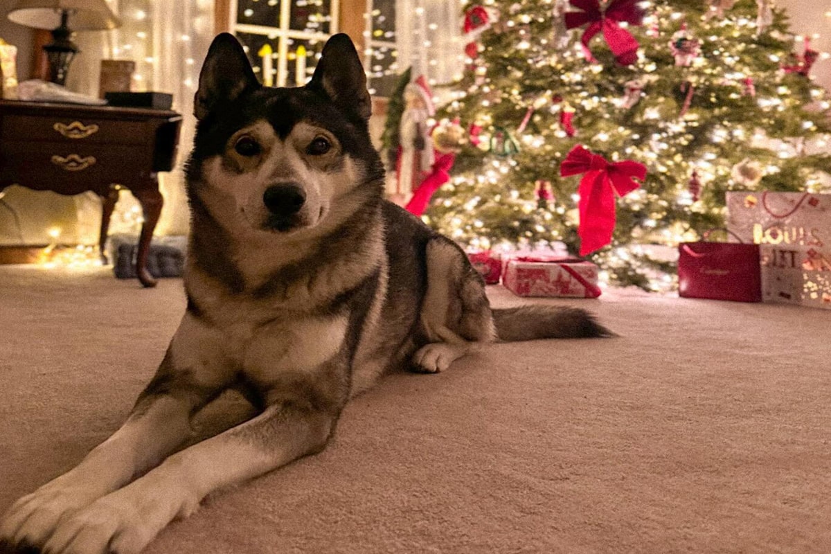 Le husky de sakhaline