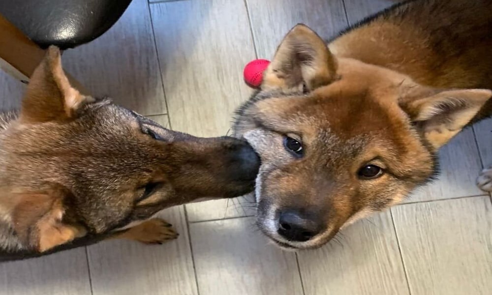 Le chien shikoku du japon