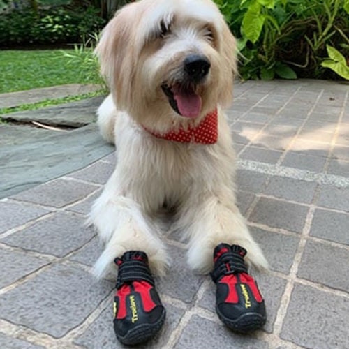 chaussures truelove sur un grand chien