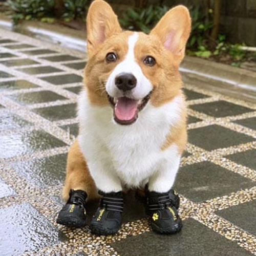 chaussures truelove sur un corgi