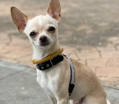 image d'un chihuahua avec le harnais couleur rouge