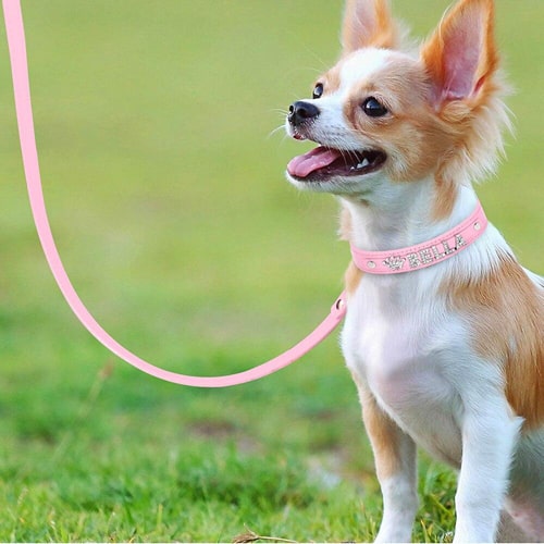 collier mini sur un chihuahua chiot