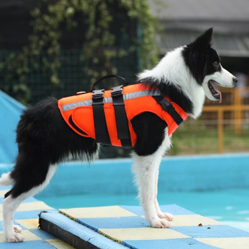 sur un chien border collie