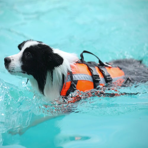 sur un petit chien qui nage en piscine