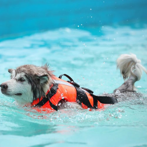 sur un chien husky qui nage