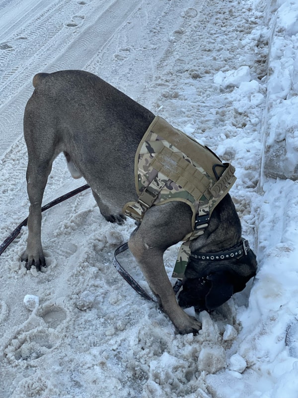 Harnais testé sur un berger australien