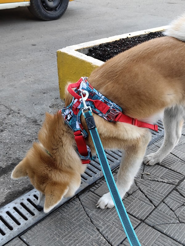 Harnais testé sur un labrador