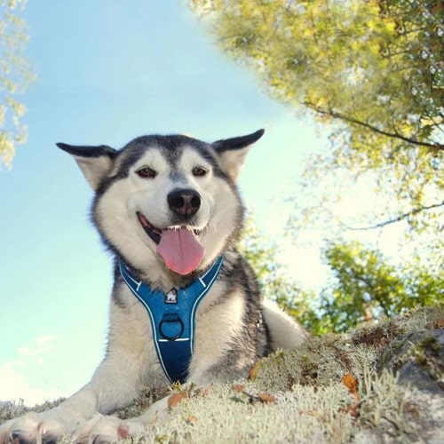 sur un husky