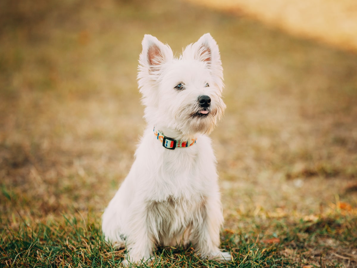 Le westie