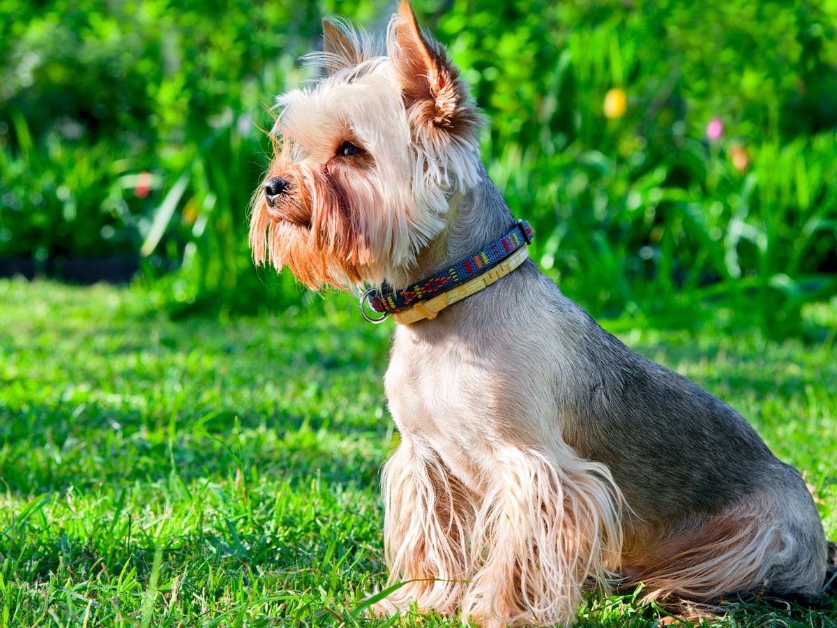 Le yorkshire terrier