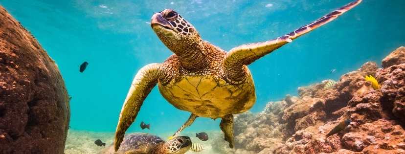 Une tortue dans la mer