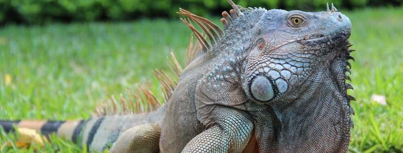 Un jolie Iguane