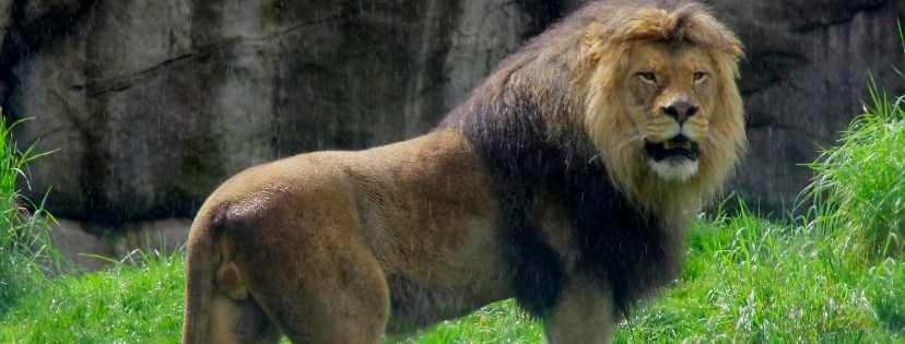 lion très majestueux