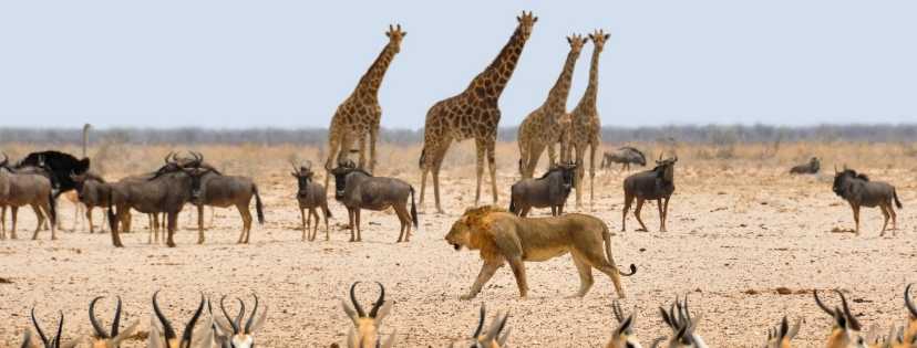 Savane avec plusieurs animaux