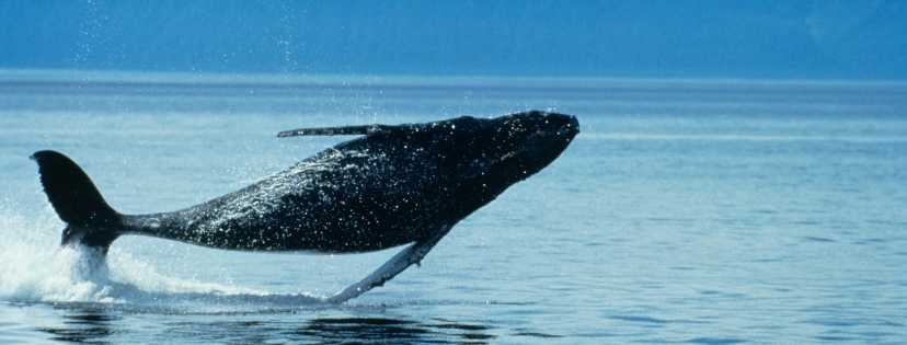 Une baleine se jetant dans l'eau