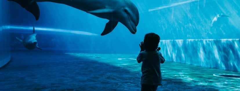 Une enfant qui regarde un dauphin