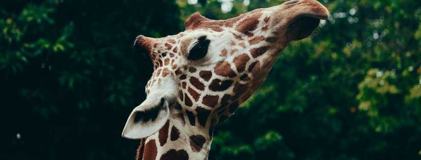 Une girafe entrain de manger