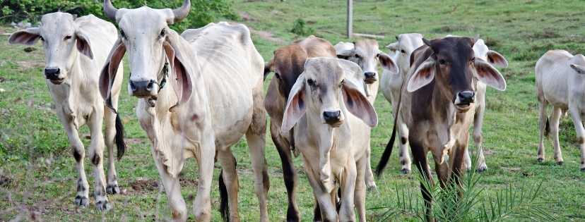 Plusieurs vache