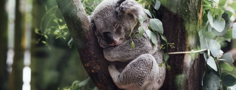 koala