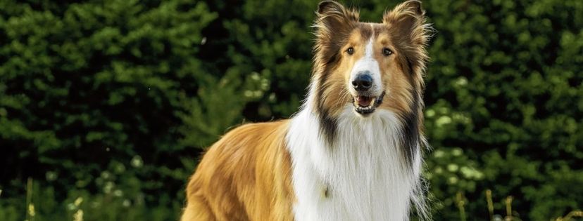 Lassie