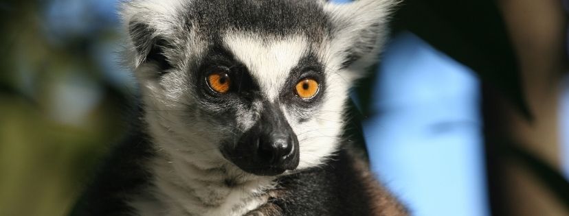 lemurien