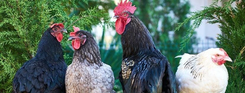 une bande de poulets