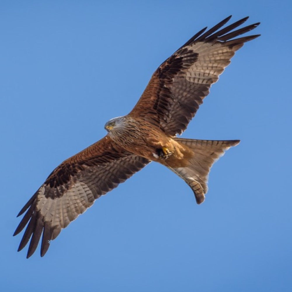 red kite spiritual meaning