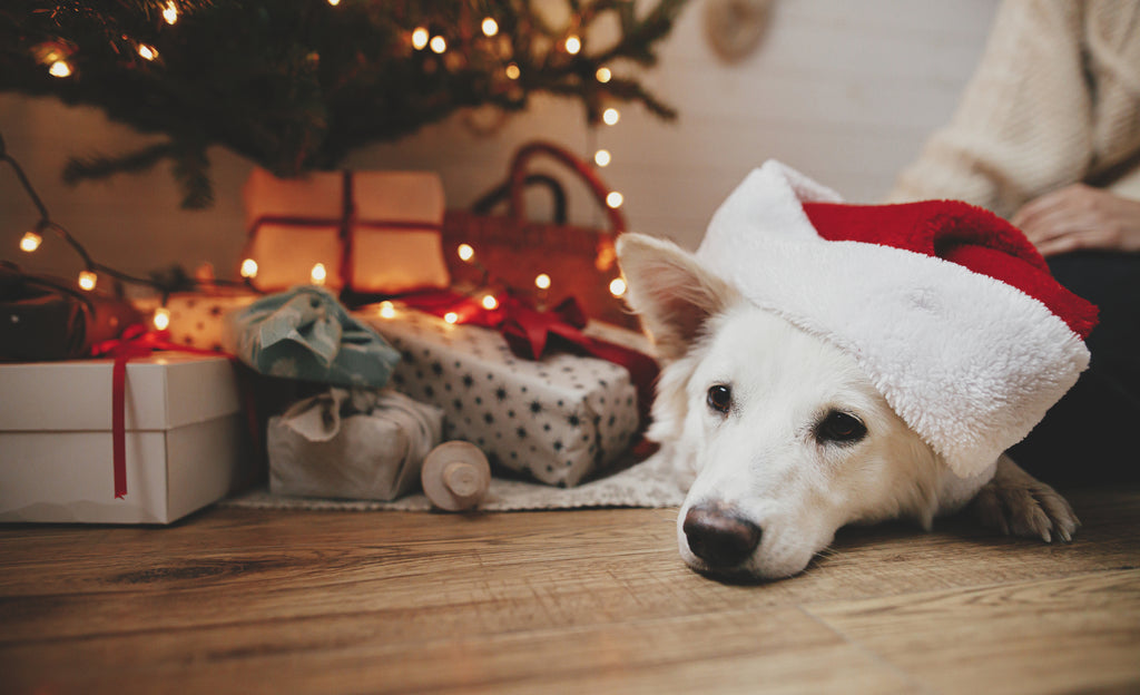 Dog next to Christmas tree and wood cleaner gifts.