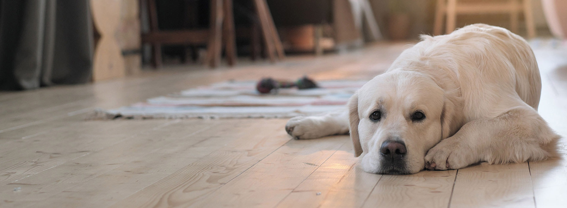 Photo of dog lying on oil finished flooring.