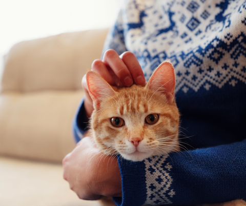 I gatti soffrono il freddo