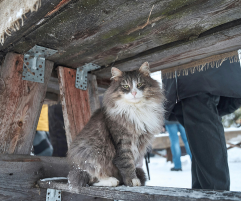 Il gatto delle foreste norvegesi