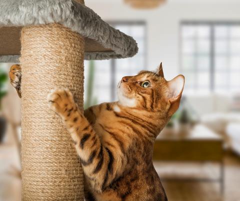 Arricchimento Ambientale per i Gatti - Gatto Con Personalità