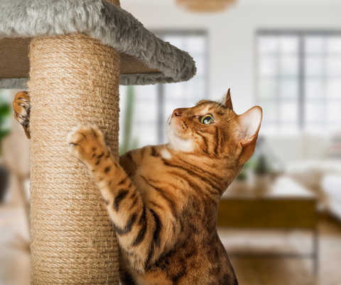 Arricchimento Ambientale per Gatti