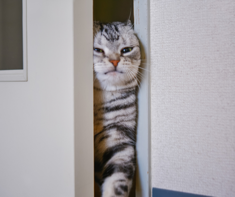 gatti odiano le porte chiuse