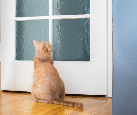 gatti odiano le porte chiuse