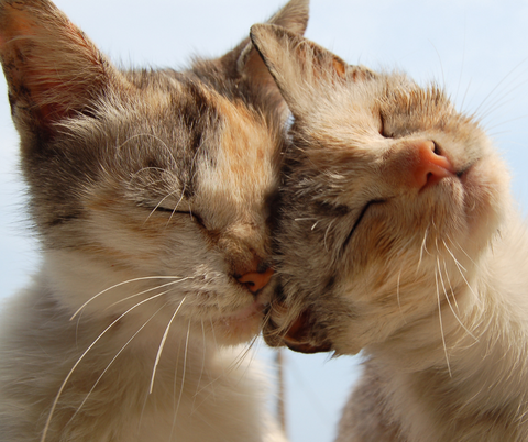 i gatti provano affetto per i padroni