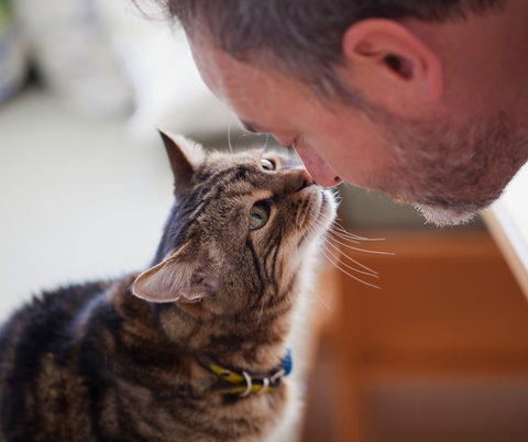 i gatti provano affetto per i padroni