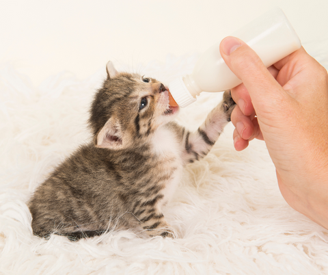 quanto mangia cucciolo