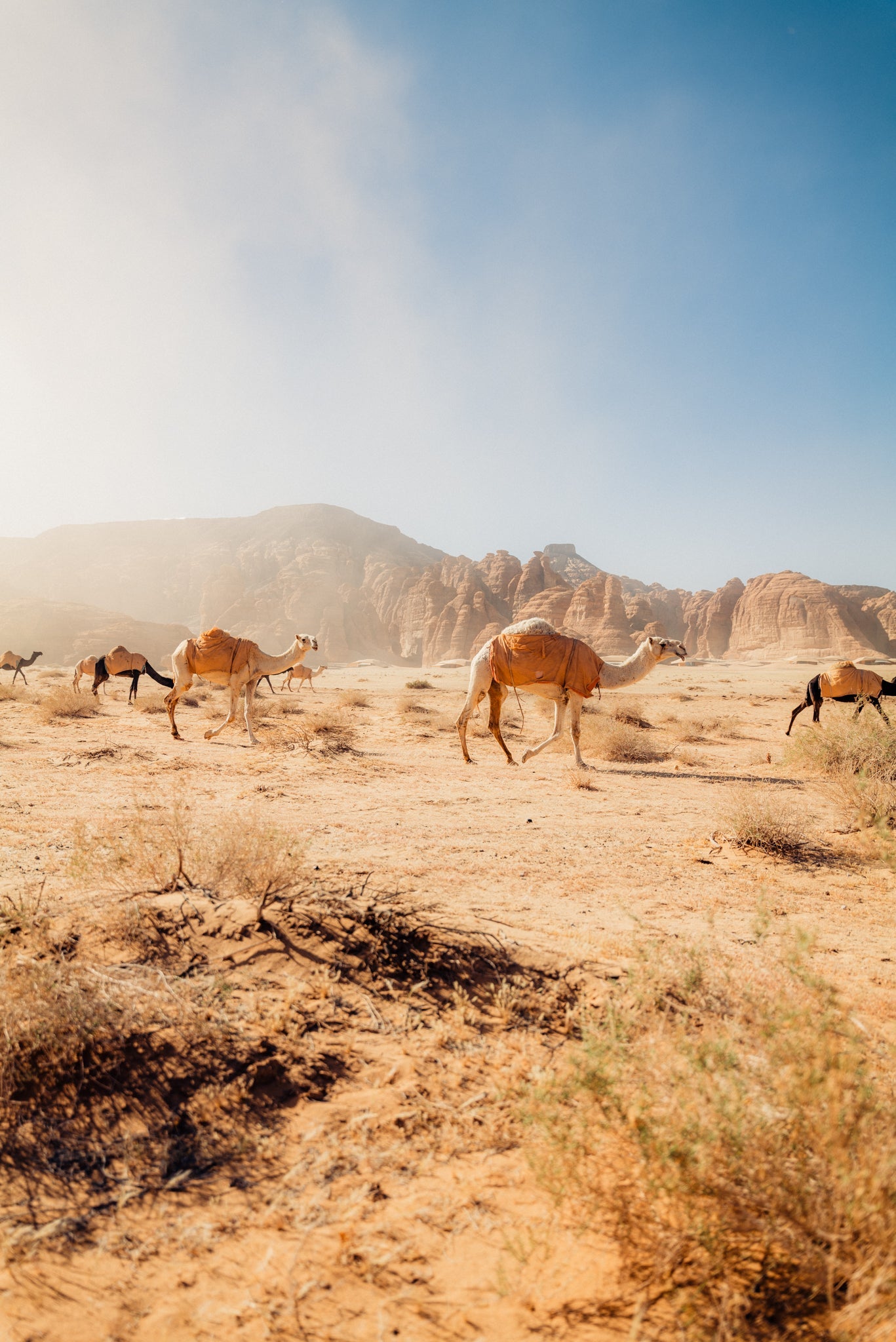 Saudi Arabia - Camel - Shot on SL2