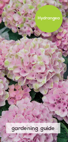 Hydrangea Care Guide